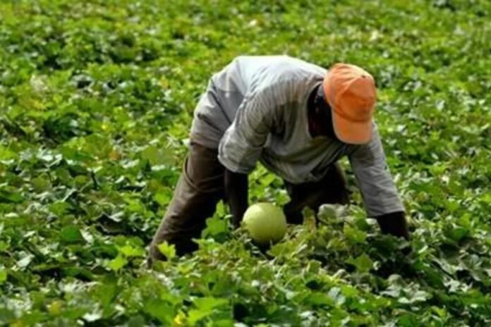Côte d'Ivoire gouvernement Couverture Maladie Universelle planteurs