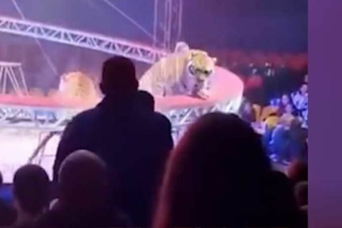 Russie tigre spectacle