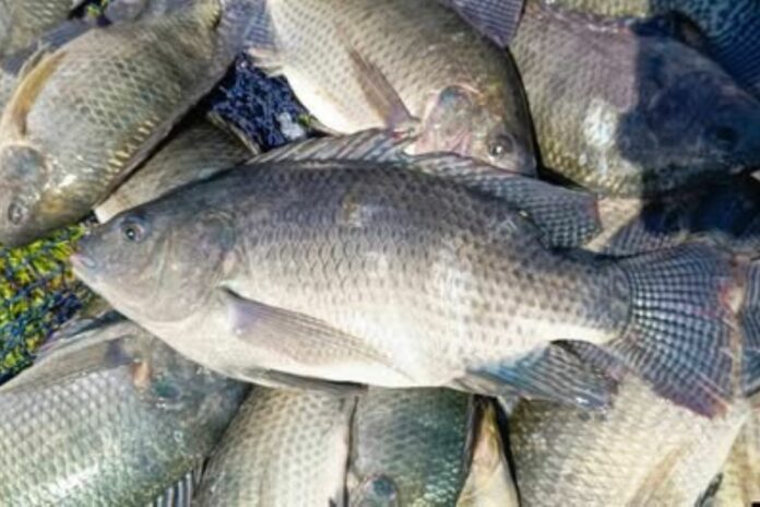 Burkina Faso tilapia