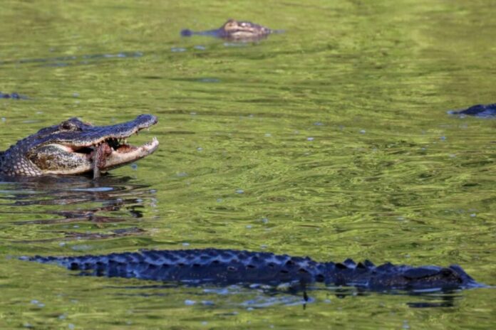L'Inde envisage une frontière de serpents et de crocodiles Inde frontière serpents crocodiles