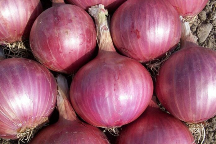 Sénégal oignon