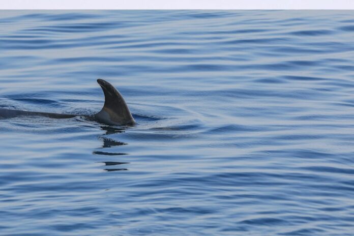 Australie homme attaque requin Perth