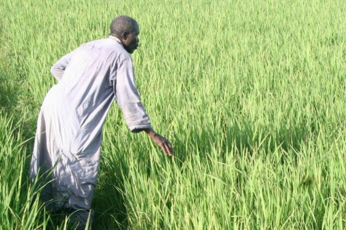 Mali : l'État condamné à indemniser un agriculteur dont la ferme a été détruite lors des troubles de 1991 Mali État agriculteur