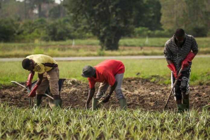 Bénin Société des semences et plants SA,