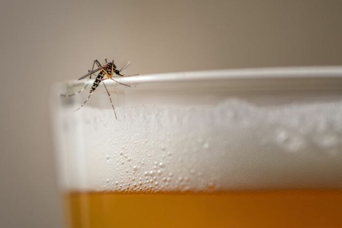 Boire de la bière augmente le risque de piqûres de moustiques, selon une étude