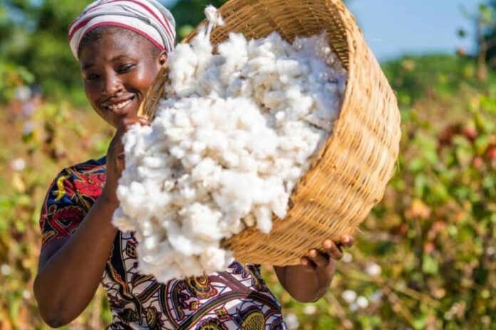 Le coton béninois change de visage : la BTC prépare sa conquête des marchés internationaux