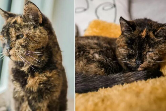 Le secret de longévité du chat le plus vieux du monde révélé 