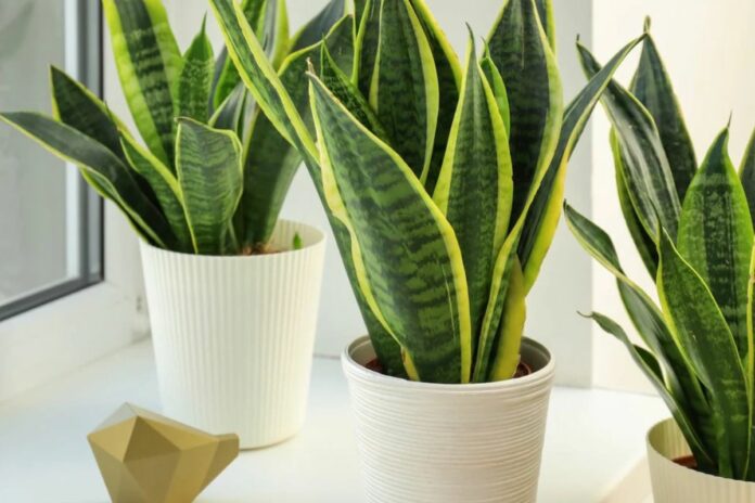 Les plantes dépolluantes purifient-elles vraiment l’air de nos maisons ? La science remet en question une idée populaire