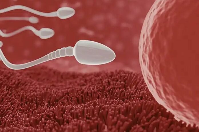 Fertilité masculine spermatozoïdes