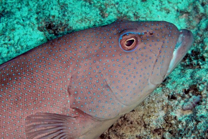 Un cancer de la peau transmissible découvert chez des poissons-chats au Canada et aux États-Unis