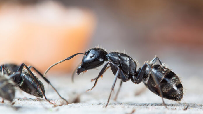 Corée du Sud : un chef poursuivi pour avoir servi des fourmis à ses clients