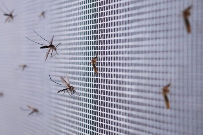 États-Unis : 32 millions de moustiques bientôt relâchés pour lutter contre des maladies