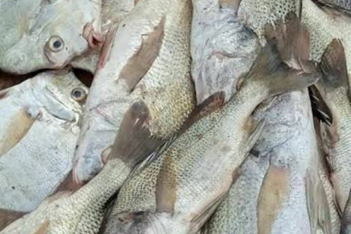 Guinée : le prix du poisson flambe sur les marchés de Conakry