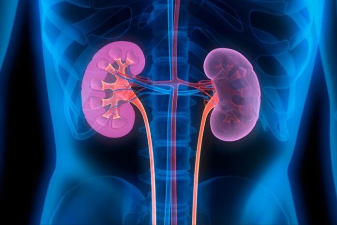 Santé : 8 mauvaises habitudes à éviter pour protéger vos reins