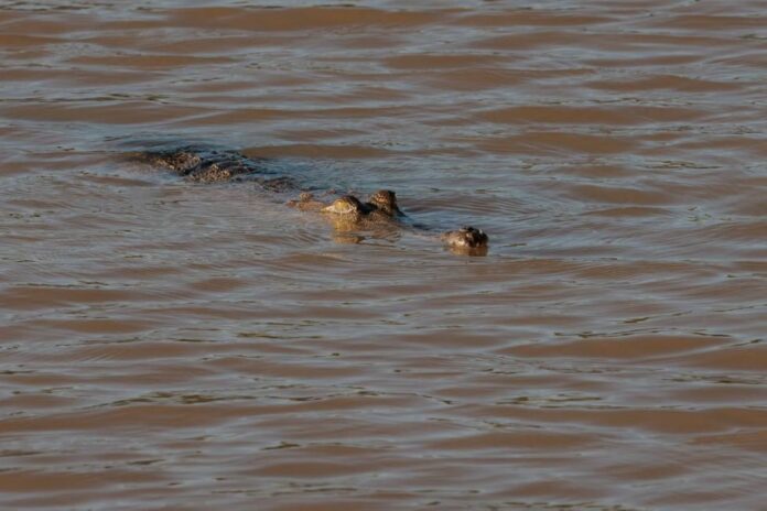 JO 2032 : le site de l’aviron et du canoë est infesté de crocodiles mangeurs d’hommes