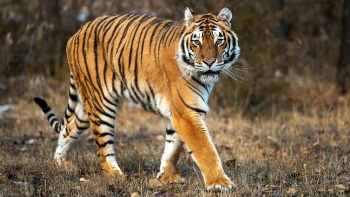 Royaume-Uni : un homme tué par un tigre après être entré dans son enclos